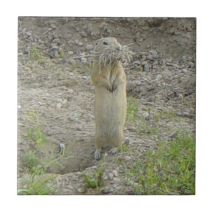 R1 Richardson's sisel "Gopher" Kakelplatta