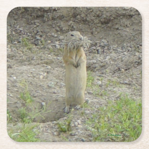 R1 Richardson's sisel (Gopher) Underlägg Papper Kvadrat
