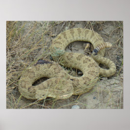 R20 Prairie Rattlesnake Poster
