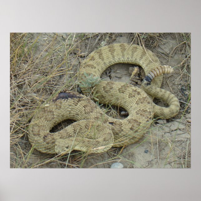 R20 Prairie Rattlesnake Poster (Framsidan)