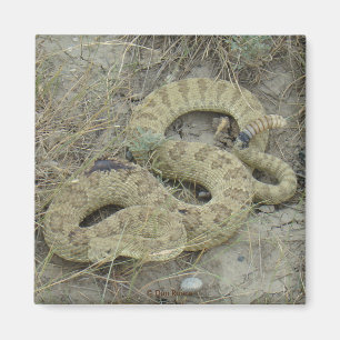 R20 Prairie Rattlesnake skadad Magnet