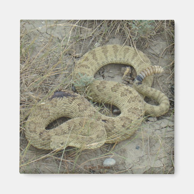 R20 Prairie Rattlesnake skadad Magnet (Framsidan)