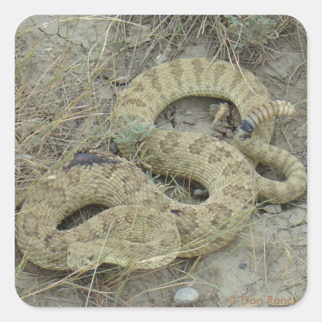 R20 Prairie Rattlesnake Wound Fyrkantigt Klistermärke (Framsida)