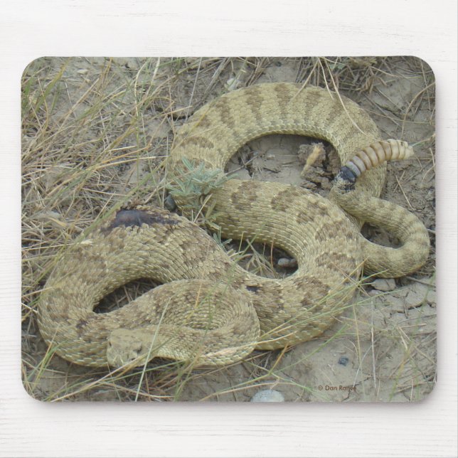 R20 Prairie Rattlesnake Wound Musmatta (Framsidan)