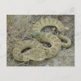 R20 Prairie Rattlesnake Wound Vykort