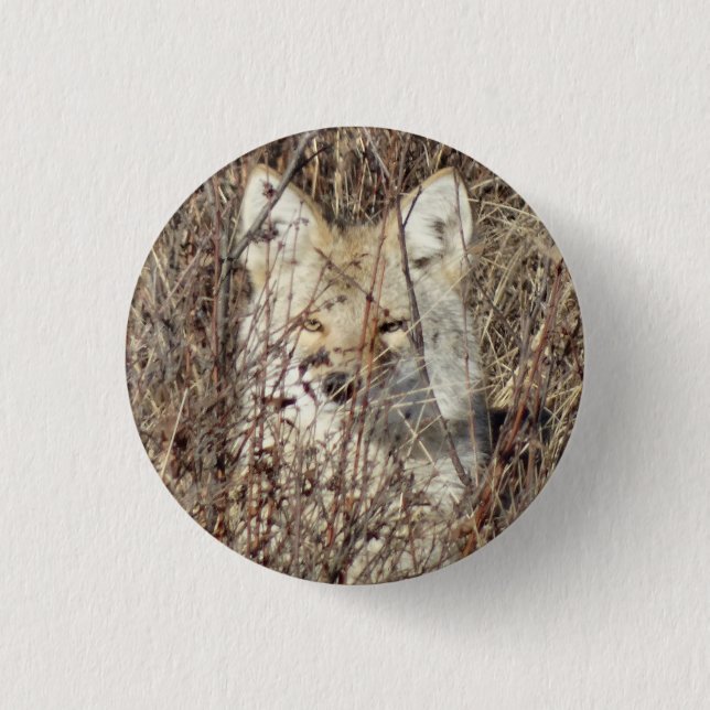 R21 Coyote bevakar dig Knapp (Framsida)