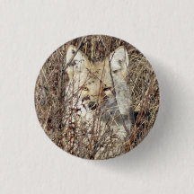 R21 Coyote bevakar dig