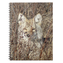 R21 Coyote "Tittar på dig"