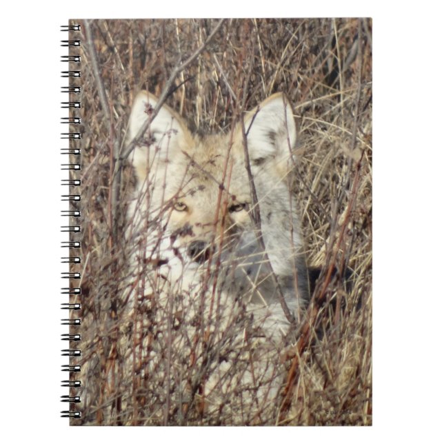 R21 Coyote "Watching You" Anteckningsbok (Framsidan)