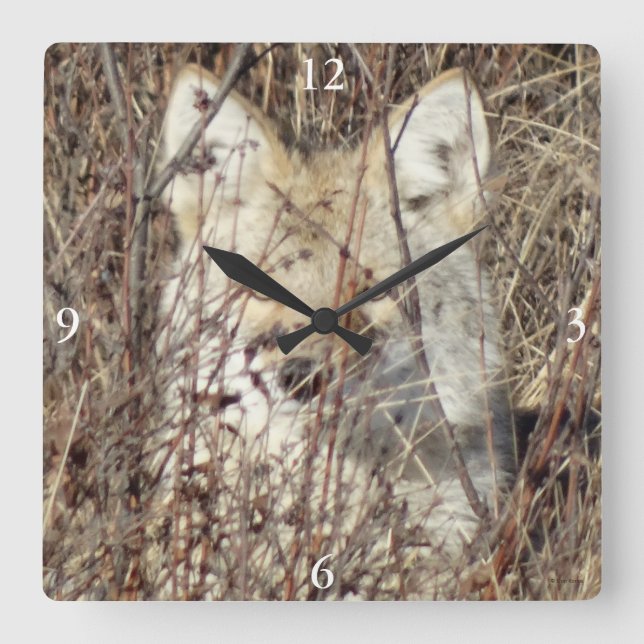 R21 Coyote "Watching You" Fyrkantig Klocka (Framsida)