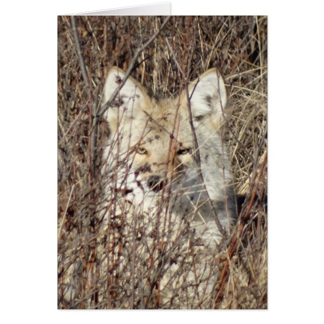 R21 Coyote "Watching You" Hälsningskort (Framsidan)