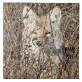 R21 Coyote "Watching You" Kakelplatta