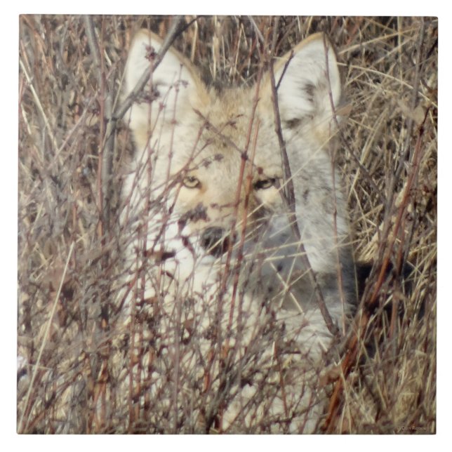 R21 Coyote "Watching You" Kakelplatta (Framsidan)