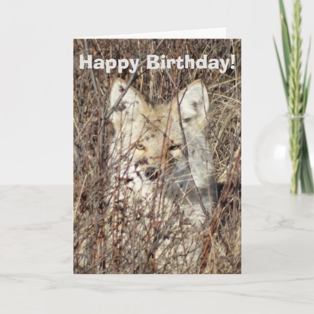 R21 Coyote "Watching You" Kort (Framsida)