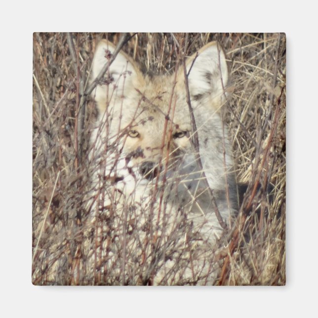 R21 Coyote "Watching You" Magnet (Framsidan)
