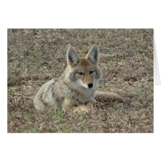 R22 Coyote Lay Hälsningskort (Framsidan Horizontal)