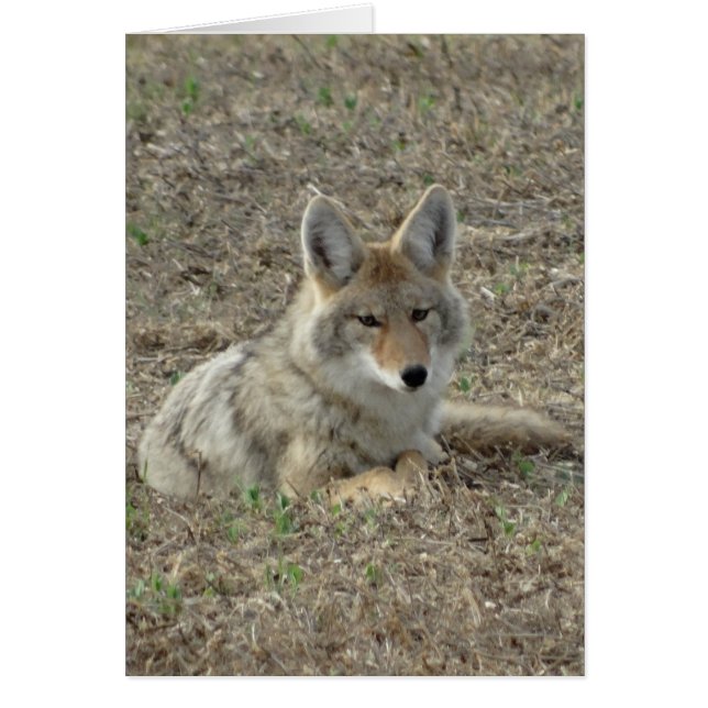 R22 Coyote Lay Hälsningskort (Framsidan)