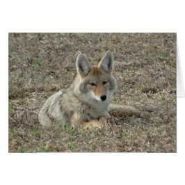 R22 Coyote Liggande Hälsningskort