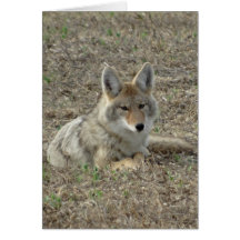 R22 Coyote Liggande