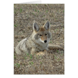 R22 Coyote Liggande Hälsningskort