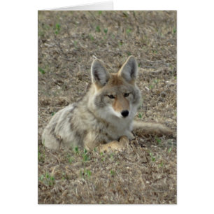 R22 Coyote Liggande Hälsningskort