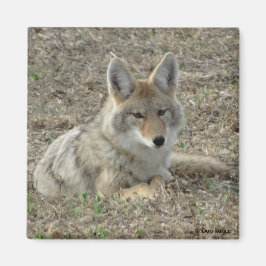 R22 Coyote Liggande Magnet