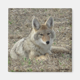 R22 Coyote Liggande Magnet