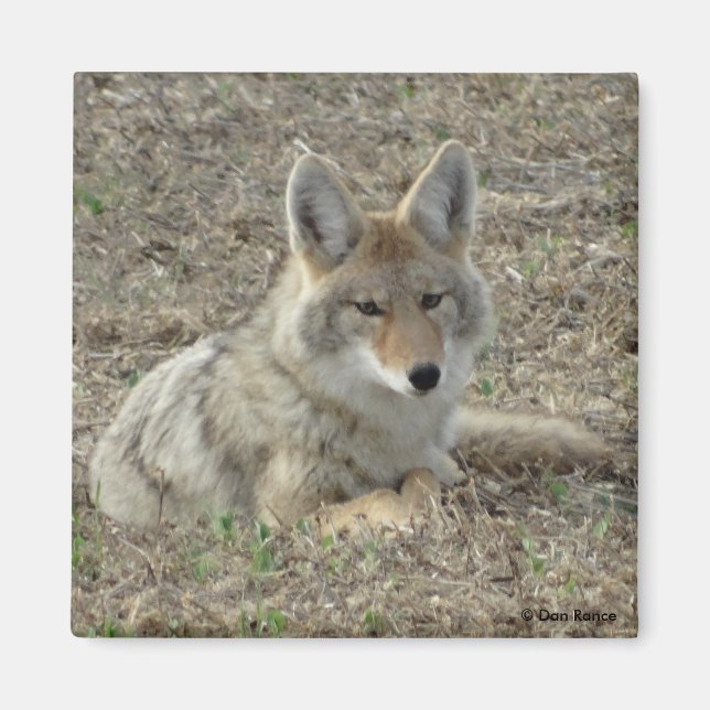 R22 Coyote Liggande Magnet (Framsidan)