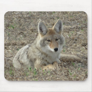 R22 Coyote Liggande Musmatta