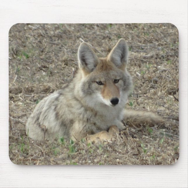 R22 Coyote Liggande Musmatta (Framsidan)