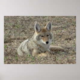 R22 Coyote Liggande Poster