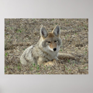 R22 Coyote Liggande Poster