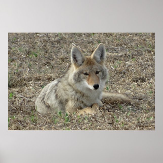 R22 Coyote Liggande Poster (Framsidan)