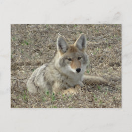 R22 Coyote Liggande Vykort