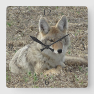 R22 Coyote Loutning Fyrkantig Klocka