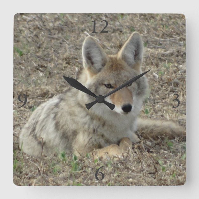 R22 Coyote Loutning Fyrkantig Klocka (Framsida)