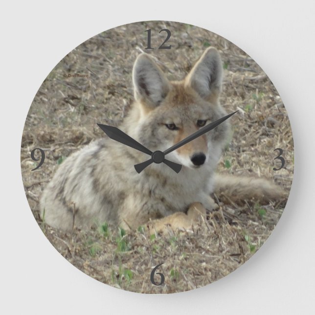 R22 Coyote Loutning Stor Klocka (Framsida)