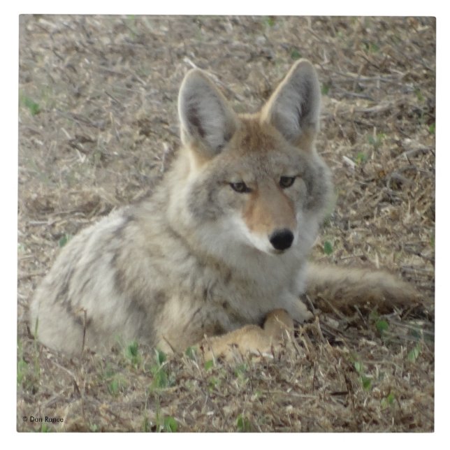 R22 Prärievarg som ligger ner Kakelplatta (Framsidan)