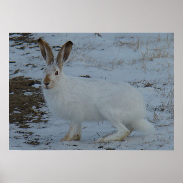 R23 Snowshoe Hare Poster (Framsidan)