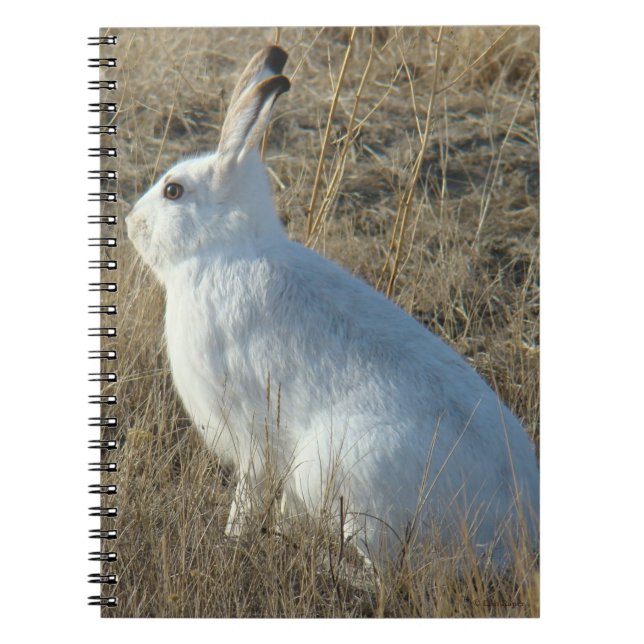 R25 Snowshoe Hare Anteckningsbok (Framsidan)