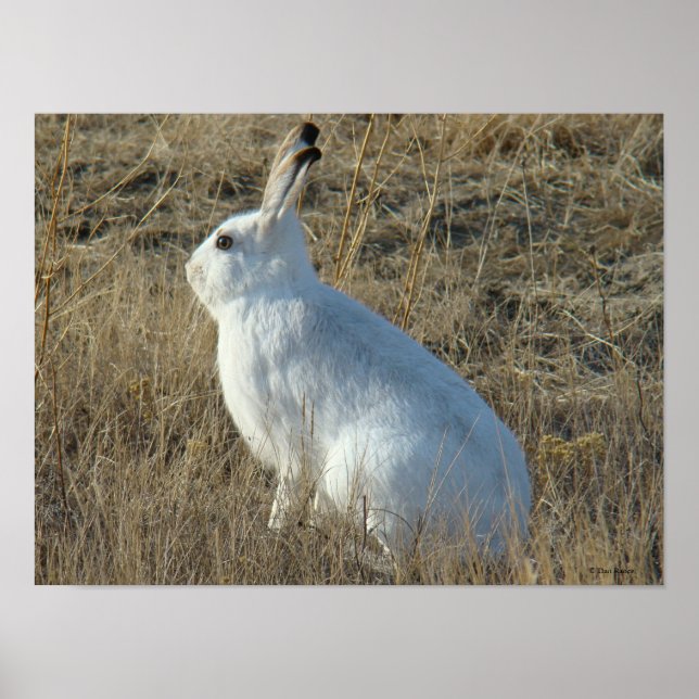 R25 Snowshoe Hare Poster (Framsidan)