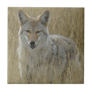 R2 Coyote i högt gräs Kakelplatta