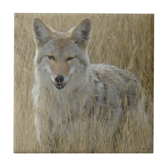 R2 Coyote i högt gräs Kakelplatta (Framsidan)