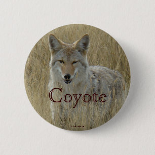 R2 Coyote i högt gräs Knapp
