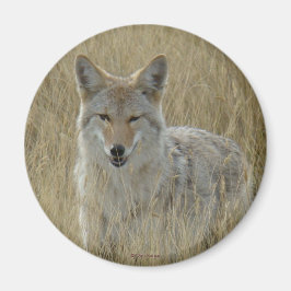 R2 Coyote i högt gräs Magnet