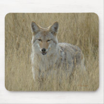 R2 Coyote i högt gräs