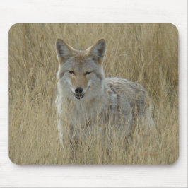 R2 Coyote i högt gräs Musmatta