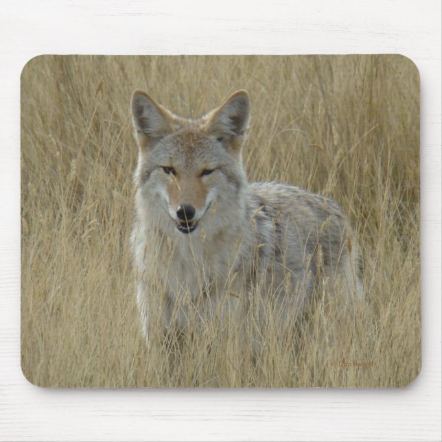 R2 Coyote i högt gräs Musmatta (Framsidan)