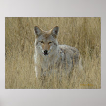 R2 Coyote i högt gräs