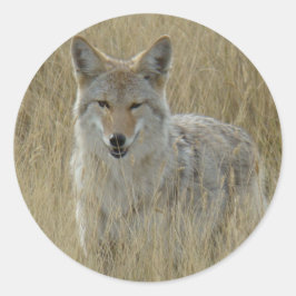 R2 Coyote i högt gräs Runt Klistermärke